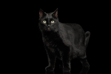 Black Cat Standing on Isolated Dark Background