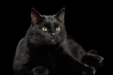 Black Cat Lying on Isolated Dark Background