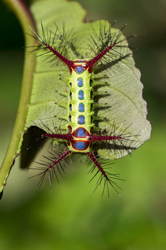 Image of a wattle cup caterpillar on nature background. Insect Animal
