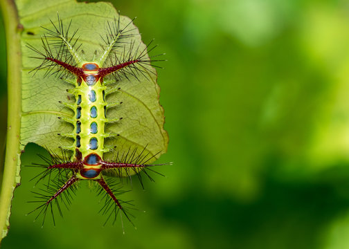 Image of a wattle cup caterpillar on nature background. Insect Animal