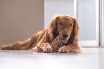 The Golden Retriever in playing with toys