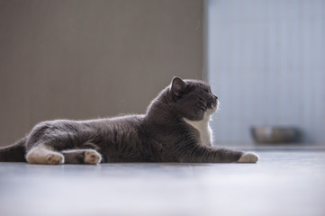 The gray British cat