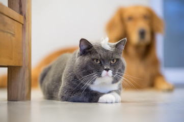 Naklejka premium British shorthair cats and Golden Retriever