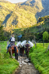 SALENTO, COLOMBIA - JUNE 5: Smoke wafts around an unidentified man leads horses filled with cows milk down a rocky path near Salento, Colombia on June 5, 2016.