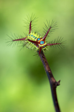 Image of a wattle cup caterpillar on nature background. Insect Animal