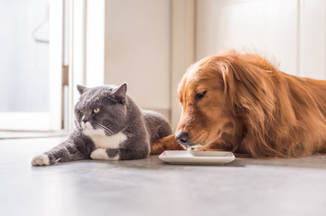 Golden Retriever and British cat lying on the floor to eat