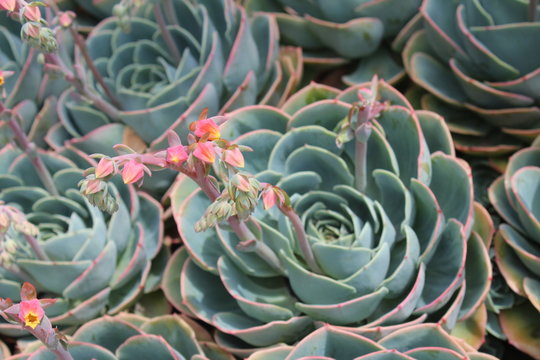 Huge Flowers in a Temple in Qinghai China Asia
