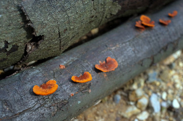 オレンジ色のキノコ