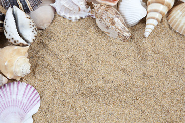 Fototapeta na wymiar Nice sea shells on the sandy beach taken closeup, Shell border or frame