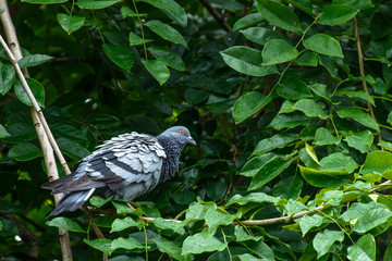 pigeons that are perched on the gumkino tree