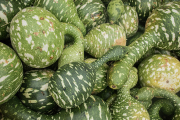 Cucurbita Argyrosperma