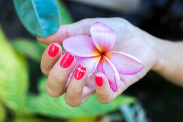 Plumeria frangipani flower in woman hand on a beautiful nature background