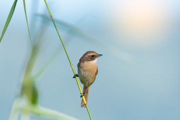 White browed bird..Grey bushchat ( saxicola ferreaus ) living in highland forest,northern Thailand.