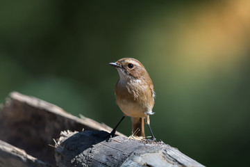 White browed bird..Grey bushchat ( saxicola ferreaus ) living in highland forest,northern Thailand..