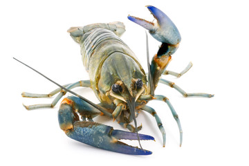 Crayfish or Freshwater lobster on a white background.