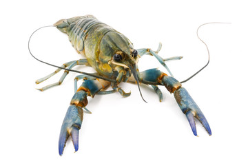 Crayfish or Freshwater lobster on a white background.