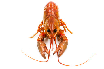 Boiled Crayfish or Freshwater lobster on a white background.