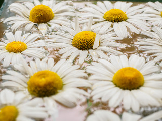 Fototapeta premium Field of daisies floating in the water. Chamomile with drops of water. Flowers with white petals and yellow pistils photographed closeup with soft focus on blurred background. Nature background.