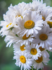 A bouquet of white field daisies on a green blurred background. Flowers with white petals and yellow pistils close-up photographed with a soft focus. Summer composition