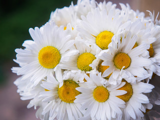 Fototapeta premium A bouquet of white field daisies on a green blurred background. Flowers with white petals and yellow pistils close-up photographed with a soft focus. Summer composition