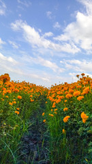 marigold flowers farm in north Thailand