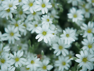 White flower in garden. Field of small white flowers shooting with soft focus. Fresh wild flowers for romantic and eco design. Blurred backdrop.
