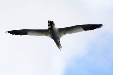 Northern gannet, Bass Rock, Scotland