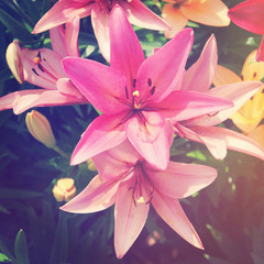 Flowers - With Instagram effect