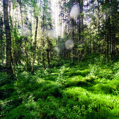 Fototapete bei efototapeten.de bestellen   