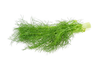 Fresh Dill (herb) bunch. Isolated on white  background