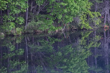 初夏の森の中の湖　-　御射鹿池