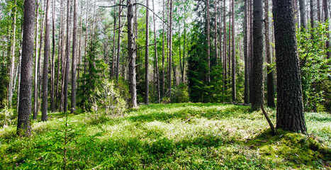 Wild forest panorama