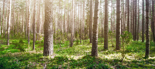 Obraz premium Wild trees in forest