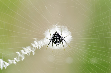 Spider