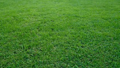 Grass natural landscape texture