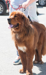 Purebred brown dog