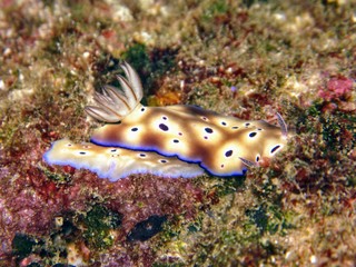 Hypselodoris tryoni nudibranche