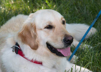 White dog with brown spots