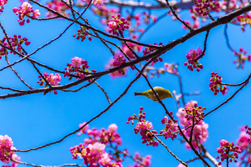 The Japanese White-eye and cherry blossoms. Located in Tokyo Prefecture Japan.