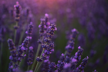 Sunset over a violet lavender field