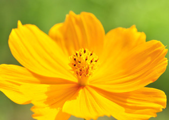 Yellow Cosmos flower