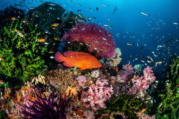 Coral Grouper