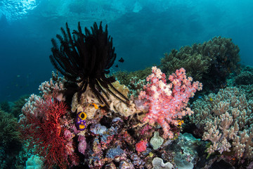 Fototapeta na wymiar Crinoid and Soft Coral