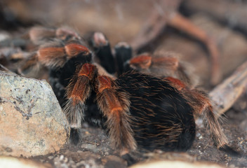 Spider tarantula