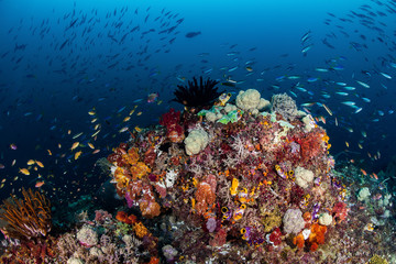 Reefscape © Brook Peterson