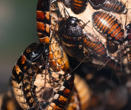 Madagascar cockroaches