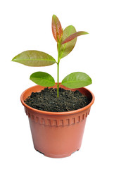 young plant in a flower pot