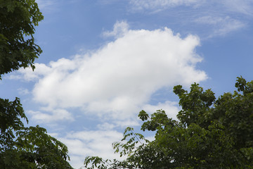 The blue sky and the white cloud are comfortable with the green foliage.