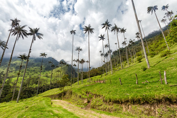 A road winding down through the Cocora Valley near Salento, Colombia.