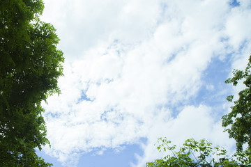 Fototapeta premium The blue sky and the white cloud are comfortable with the green foliage.